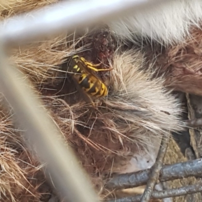 Vespula germanica (European Wasp, German Yellowjacket Wasp) at Booth, ACT - 14 May 2019 by DonFletcher
