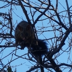 Trichosurus vulpecula (Common Brushtail Possum) at O'Connor, ACT - 1 May 2019 by DonFletcher