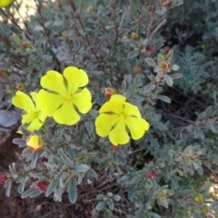 Hibbertia obtusifolia (Grey Guinea-flower) at Hackett, ACT - 15 May 2019 by JanetRussell