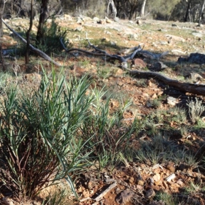 Stypandra glauca (Nodding Blue Lily) at Mount Ainslie - 15 May 2019 by JanetRussell