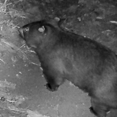 Vombatus ursinus (Common wombat, Bare-nosed Wombat) at Namadgi National Park - 12 Mar 2019 by DonFletcher
