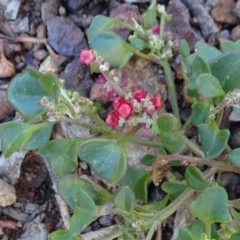 Einadia hastata (Berry Saltbush) at Majura, ACT - 15 May 2019 by JanetRussell