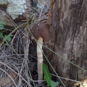 Oudemansiella gigaspora group at Majura, ACT - 15 May 2019