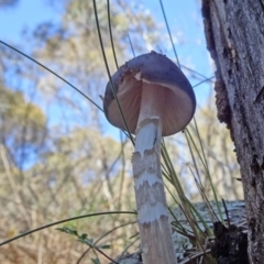 Oudemansiella gigaspora group at Majura, ACT - 15 May 2019