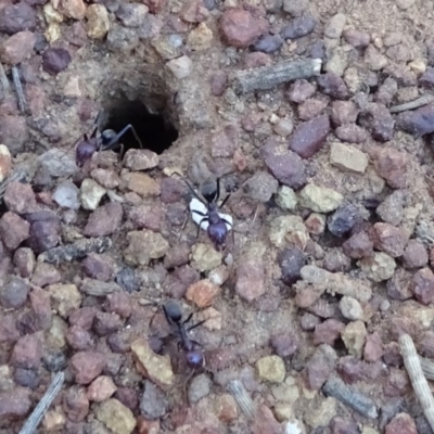 Iridomyrmex purpureus (Meat Ant) at Majura, ACT - 15 May 2019 by JanetRussell