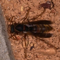 Polistes (Polistella) humilis (Common Paper Wasp) at Watson, ACT - 11 May 2019 by kdm