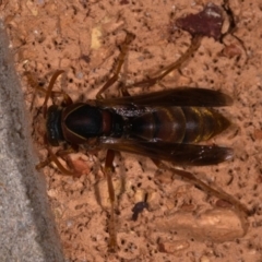 Polistes (Polistella) humilis (Common Paper Wasp) at Watson, ACT - 12 May 2019 by kdm