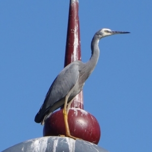 Egretta novaehollandiae at Phillip, ACT - 14 May 2019 11:56 AM