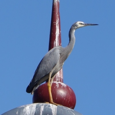 Egretta novaehollandiae (White-faced Heron) at Phillip, ACT - 14 May 2019 by JackyF