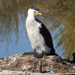 Microcarbo melanoleucos (Little Pied Cormorant) at Phillip, ACT - 14 May 2019 by JackyF