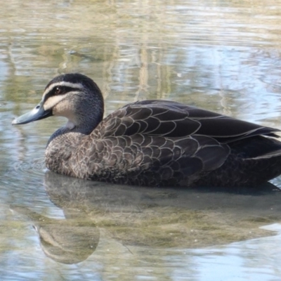 Anas superciliosa (Pacific Black Duck) at Phillip, ACT - 14 May 2019 by JackyF