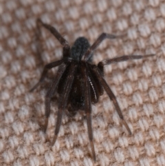 Badumna insignis (Black House Spider) at Mount Majura - 14 May 2019 by kdm