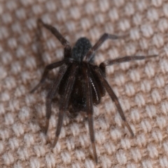 Badumna insignis (Black House Spider) at Watson, ACT - 15 May 2019 by kdm