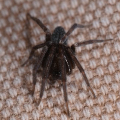 Badumna insignis (Black House Spider) at Mount Majura - 14 May 2019 by kdm