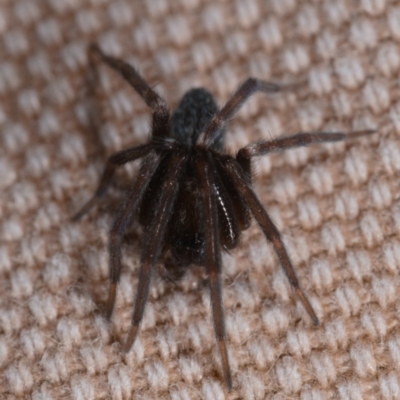 Badumna insignis (Black House Spider) at Watson, ACT - 15 May 2019 by kdm