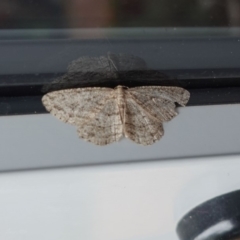 Ectropis (genus) (An engrailed moth) at Hughes, ACT - 2 May 2019 by JackyF