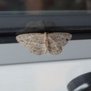 Ectropis (genus) at Hughes, ACT - 2 May 2019