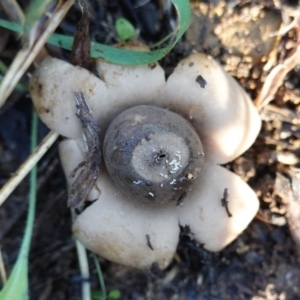 Geastrum sp. at Deakin, ACT - 12 May 2019 03:31 PM