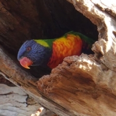 Trichoglossus moluccanus (Rainbow Lorikeet) at Hughes, ACT - 13 May 2019 by JackyF