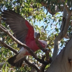 Eolophus roseicapilla (Galah) at Deakin, ACT - 14 May 2019 by JackyF