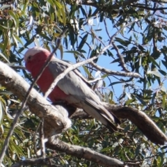 Eolophus roseicapilla at Deakin, ACT - 14 May 2019 10:11 AM