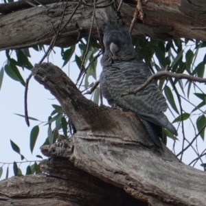 Callocephalon fimbriatum at Hughes, ACT - suppressed