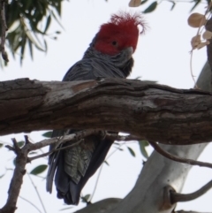 Callocephalon fimbriatum at Hughes, ACT - suppressed