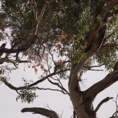 Callocephalon fimbriatum at Hughes, ACT - suppressed