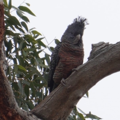 Callocephalon fimbriatum (Gang-gang Cockatoo) at GG229 - 12 May 2019 by JackyF