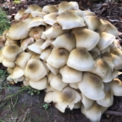 Armillaria sp. (A honey fungus) at Broughton Vale, NSW - 7 May 2019 by Nivlek