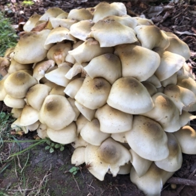 Armillaria sp. (A honey fungus) at Broughton Vale, NSW - 7 May 2019 by Nivlek