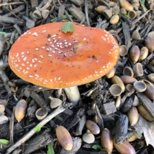 Amanita muscaria at Kingston, ACT - 15 May 2019