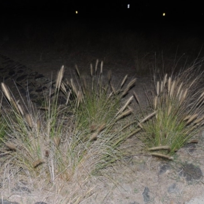 Cenchrus purpurascens (Swamp Foxtail) at Paddys River, ACT - 12 Mar 2019 by MichaelBedingfield