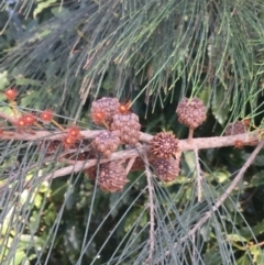 Allocasuarina littoralis (Black She-oak) at Ulladulla, NSW - 15 May 2019 by Peter Swanson