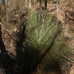 Xanthorrhoea glauca subsp. angustifolia (Grey Grass-tree) at Uriarra Village, ACT - 14 May 2019 by Jek