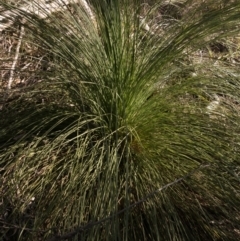 Xanthorrhoea glauca subsp. angustifolia at Uriarra Village, ACT - 14 May 2019