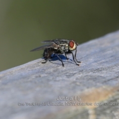 Sarcophagidae sp. (family) (Unidentified flesh fly) at Ulladulla Reserves Bushcare - 7 May 2019 by Charles Dove