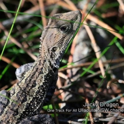 Amphibolurus muricatus (Jacky Lizard) at Ulladulla Reserves Bushcare - 8 May 2019 by CharlesDove