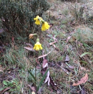 Podolepis jaceoides at Namadgi National Park - 5 Apr 2019 10:43 AM