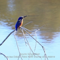 Ceyx azureus (Azure Kingfisher) at Burrill Lake, NSW - 10 May 2019 by CharlesDove