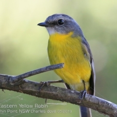 Eopsaltria australis (Eastern Yellow Robin) at Burrill Lake, NSW - 10 May 2019 by CharlesDove
