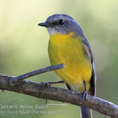 Eopsaltria australis (Eastern Yellow Robin) at Burrill Lake, NSW - 10 May 2019 by CharlesDove