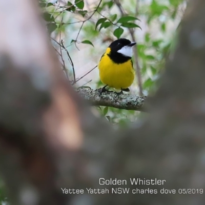 Pachycephala pectoralis (Golden Whistler) at Yatte Yattah, NSW - 9 May 2019 by Charles Dove