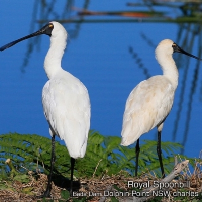 Platalea regia (Royal Spoonbill) at Burrill Lake, NSW - 11 May 2019 by CharlesDove