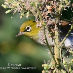 Zosterops lateralis at Ulladulla, NSW - 12 May 2019 12:00 AM
