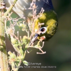 Zosterops lateralis at Ulladulla, NSW - 12 May 2019 12:00 AM