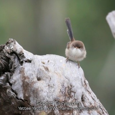 Malurus cyaneus (Superb Fairywren) at Yatte Yattah, NSW - 10 May 2019 by CharlesDove