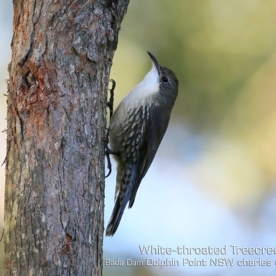 Cormobates leucophaea (White-throated Treecreeper) at Burrill Lake, NSW - 11 May 2019 by CharlesDove