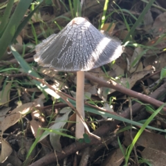 Coprinellus flocculosus (Flocculose Ink Cap) at Lake Tabourie, NSW - 3 Apr 2019 by Cate