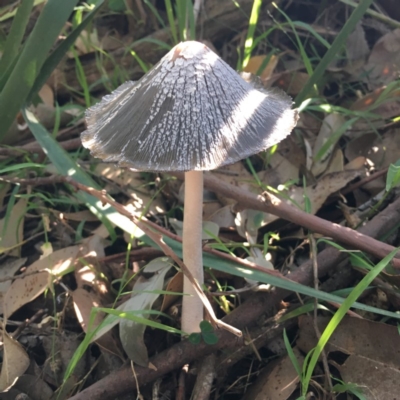 Coprinellus flocculosus (Flocculose Ink Cap) at Lake Tabourie, NSW - 2 Apr 2019 by Cate